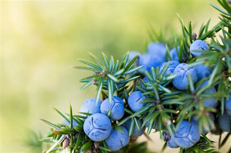 Juniper Berries Stock Photo - Download Image Now - iStock