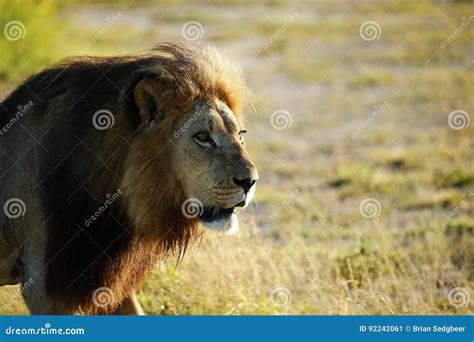 Huge Kalahari Male Lion stock image. Image of cold, making - 92242061