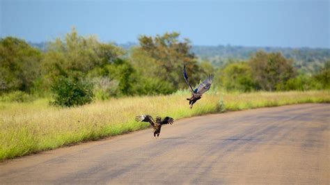 Kruger National Park Vacations 2017: Package & Save up to $603 | Expedia