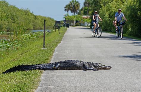 14 Best Things to do in Everglades National Park, FL (+Map) - Touropia