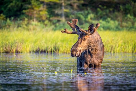 Top 10 Most Dangerous Wild Animals Of Canada - The Thus