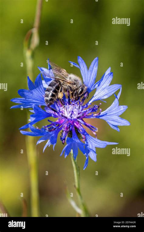 honey bee, hive bee (Apis mellifera mellifera), collects pollen on a ...