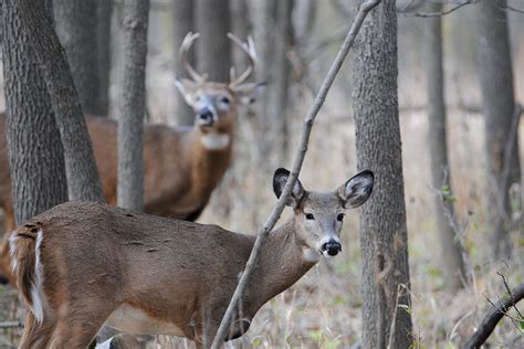 How to Understand Whitetail Deer Sounds - Bowhunter