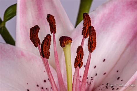 Macro of Pistil & Stamen of Lily Flower | Macro of Pistil & … | Flickr