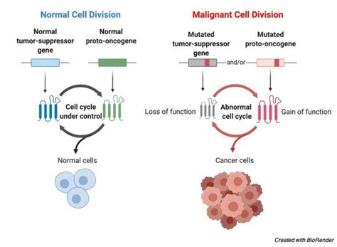 Proto-Oncogene: Definition, Function, and Examples