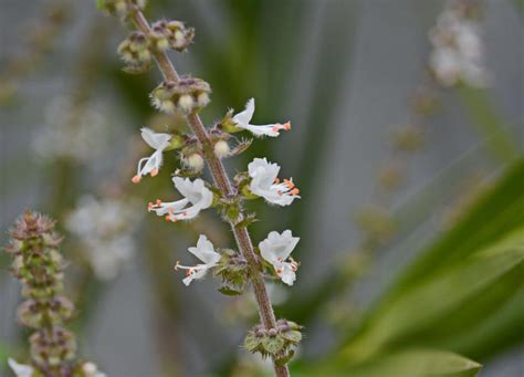 Are Basil Flowers Edible? Well, It Depends… - Green Acres Gardening