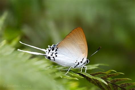 Butterflies of Singapore: Flight of the Imperials