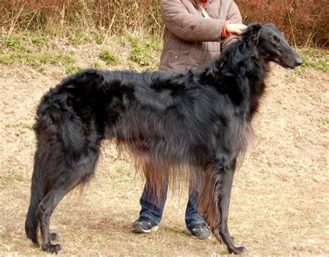 z- Borzoi, Black | Borzoi dog, Dogs, Happy dogs