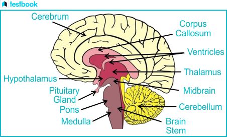 Cerebrum Function: Structure, Location and Role in Human Brain