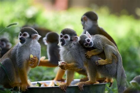 Squirrel monkeys cool off Picture | Cutest baby animals from around the world - ABC News