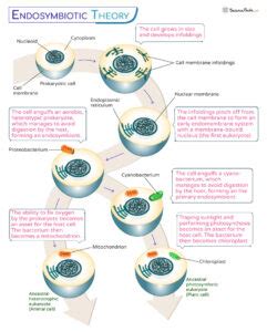 Endosymbiotic Theory – Definition, Evidence, Importance, and Diagram