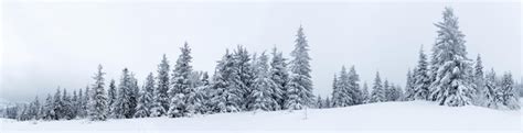 Premium Photo | Spruce tree forest covered by snow in winter landscape