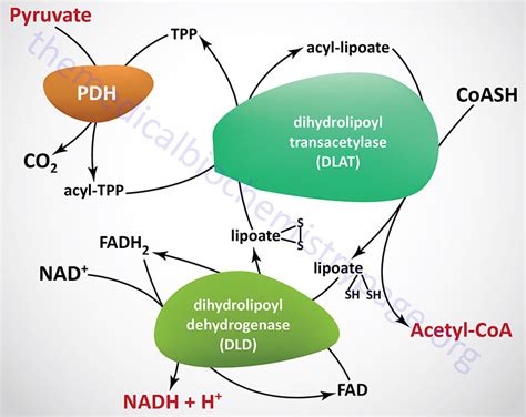 The Pyruvate Dehydrogenase Complex and the TCA Cycle | The Medical ...