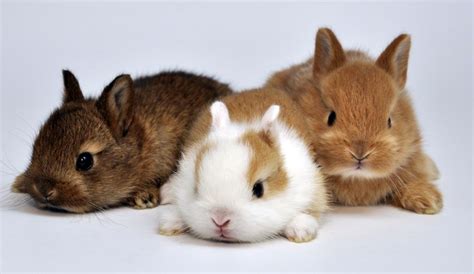 Rabbit Life Cycle (Born, Growth & Life span) | Guide