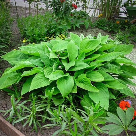 Marmalade on Toast – Giant Hosta - Gilbert H. Wild & Son