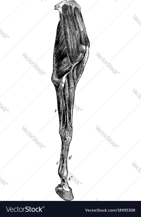 Horse leg muscles vintage Royalty Free Vector Image