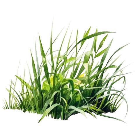 Premium Vector | Grass watercolor illustration