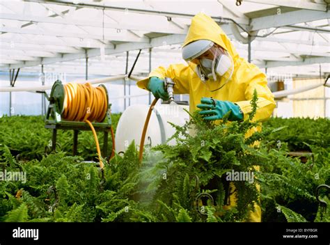 Agriculture - A nurseryman sprays pesticide chemicals on ferns in a commercial greenhouse ...