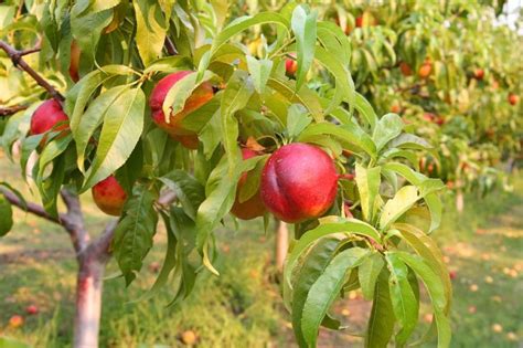 Nectarine Varieties - Harvest to Table