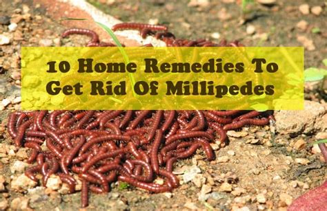 10 Simple Home Remedies To Get Rid Of Millipedes