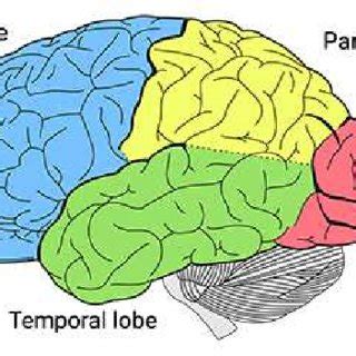 3: Brain lobes. Emotional activity is located in the frontal lobe and... | Download Scientific ...