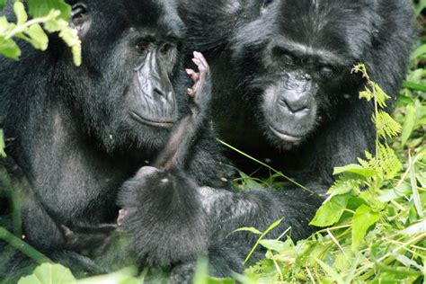 OHIO research: Tourists pose continued risks for disease transmission to endangered mountain ...