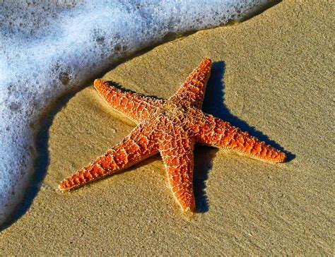 12 Starfish Facts About The Immortal Sea Creature