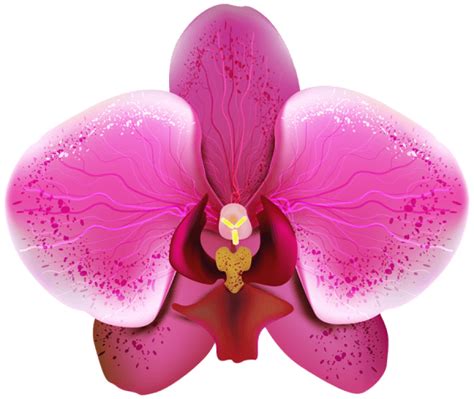 Orchid PNG Image - PurePNG | Free transparent CC0 PNG Image Library