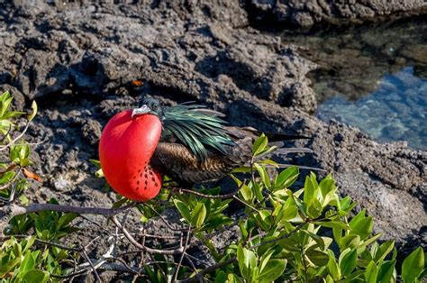 The 14 Most Unique Galapagos Animals - Travel Addicts