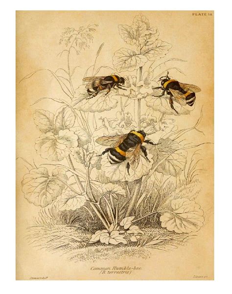 Image Result For Vintage Bumble Bee Illustrations Bee