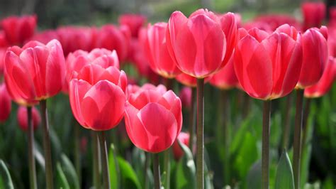 Red Tulip Wallpapers and Backgrounds 4K, HD, Dual Screen