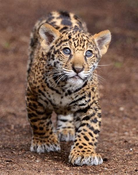 Jaguar cubs continue to nurse until they are 5-6 months old, although ...