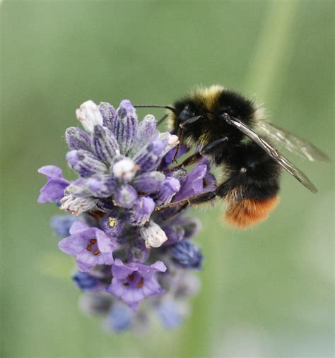 Flowers and urban bumblebees