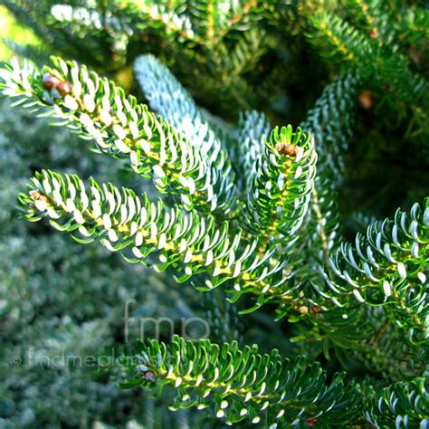 Abies koreana - 'Silberlocke': Information, Pictures & Cultivation Tips