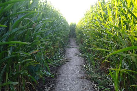 Cool Patch Pumpkins Corn Maze – Dixon, California - Atlas Obscura