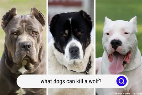 What Dogs Can Kill A Wolf? (Breed Photos) - Oodle Life