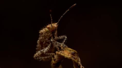 Premium Photo | Brown bug on a dry leaf