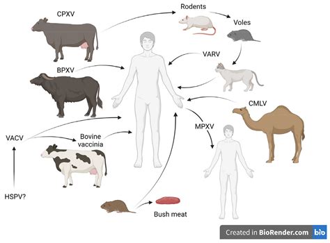 Pathogens | Free Full-Text | Orthopoxvirus Zoonoses—Do We Still Remember and Are Ready to Fight?