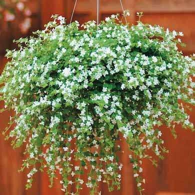 Shade Plants Hanging Baskets - Garden Plant