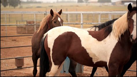 Wild Horses Oklahoma - YouTube