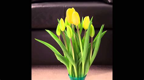 Tulips blooming time lapse (actually mostly wiggling) - YouTube