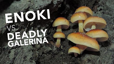 Learn To Identify Wild Edible Enoki Mushrooms | Mushroom hunting, Stuffed mushrooms, Wild edibles