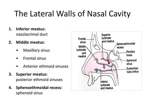 PPT - Anatomy of Nose and Paranasal Sinus PowerPoint Presentation, free ...