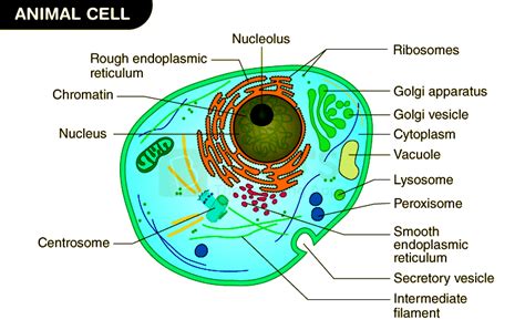 Animal Cell Structure Cytoskeleton