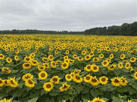 Visit these Minnesota sunflower fields this weekend - KSTP.com 5 Eyewitness News