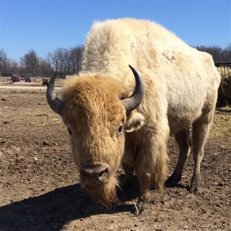 White Bison | African Safari Wildlife Park - Port Clinton, OH