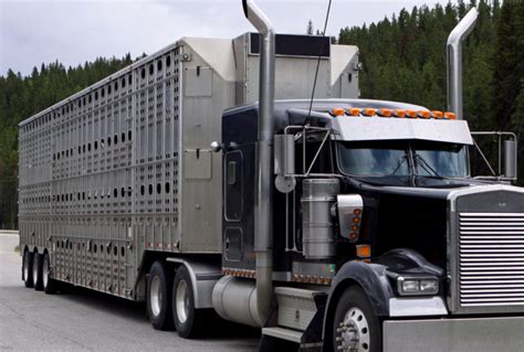 Trucking group still looking for clarification on new livestock transport rules | Farmtario