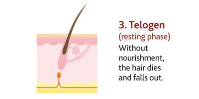 The life cycle of your hair-Hair changes at different stages