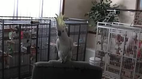 Dancing cockatoo dazzles scientists | World News | Sky News