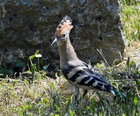 Birdwatching Nature Hoopoe - Free photo on Pixabay - Pixabay